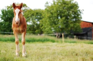 Getting your Horse Property Ready to Sell