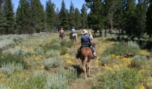 Essentials for Horse Trail Riding