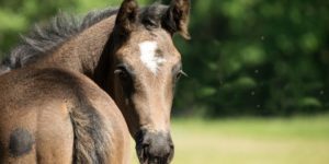 Summer Horse Care Tips