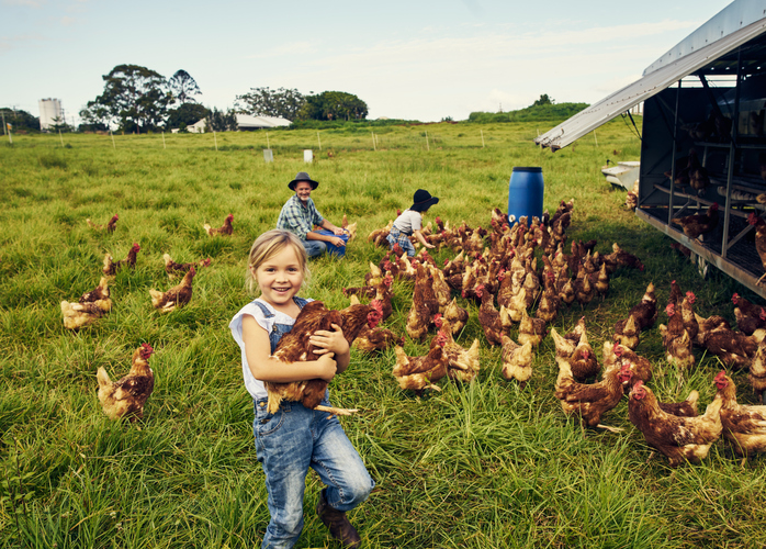 little girl with holding a chicken